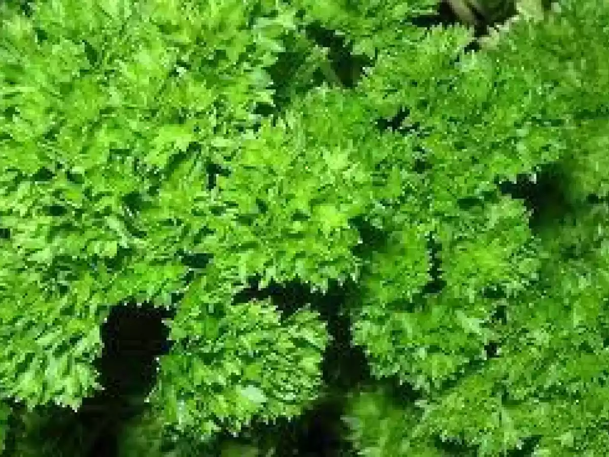 Supa-crema de hasmatuchi