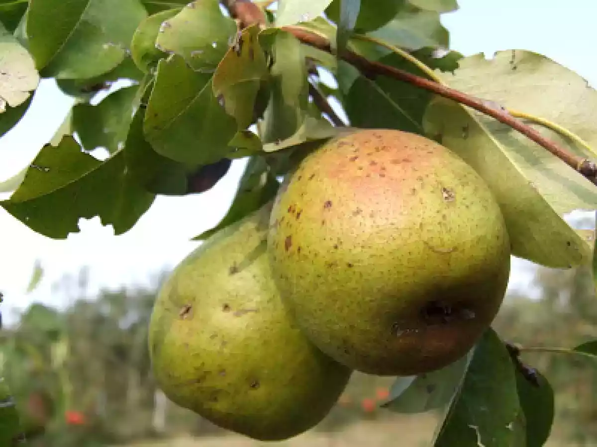 Tort de pere cu caramel de alune - poza 2